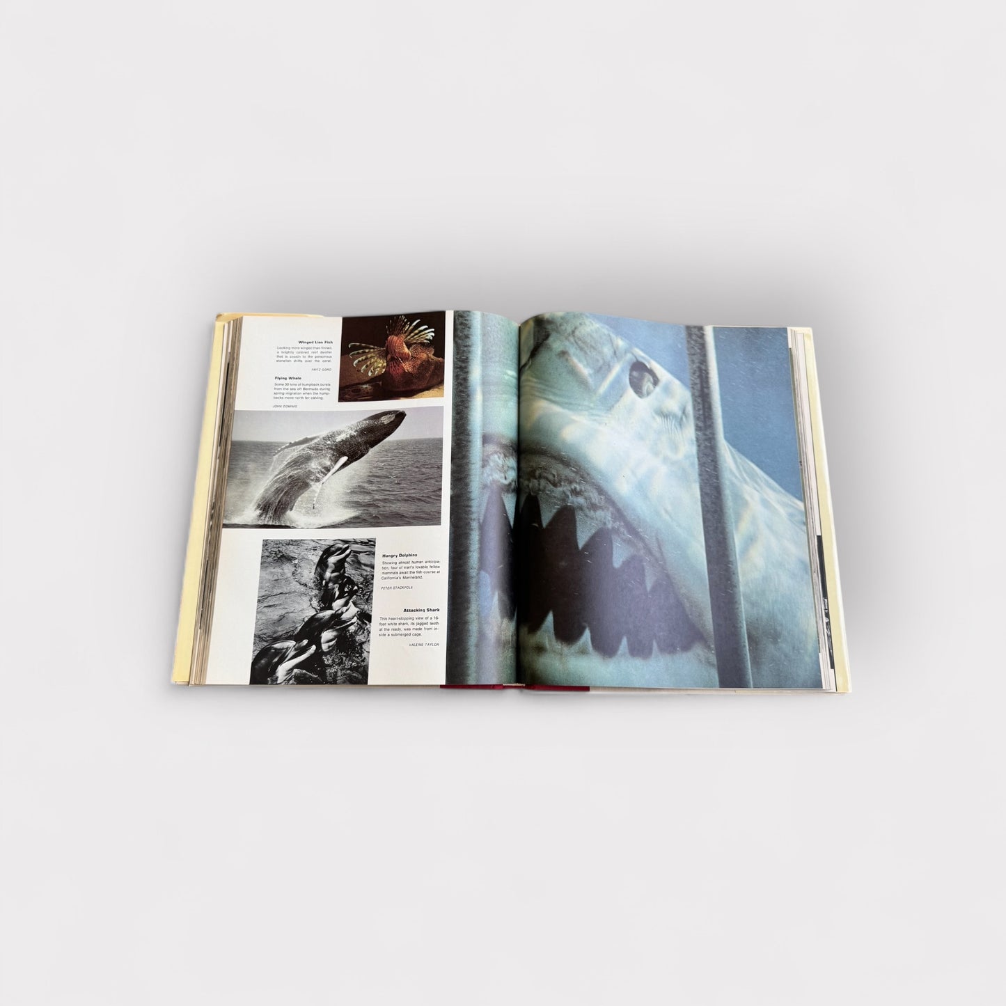 The Best of LIFE book